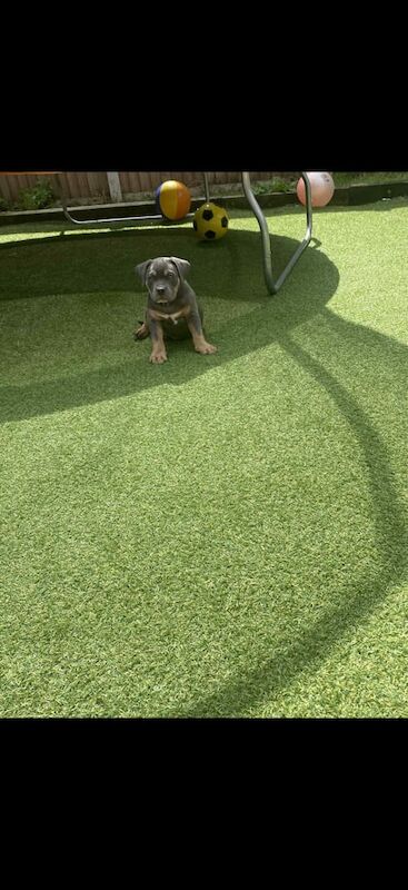 American Bulldog puppies for sale in Ripley, Derbyshire – 10 weeks old