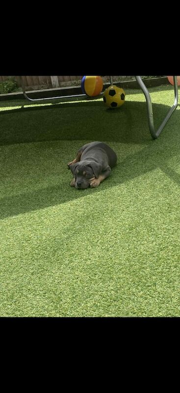 American Bulldog puppies for sale in Ripley, Derbyshire – 10 weeks old - Image 2 of 3