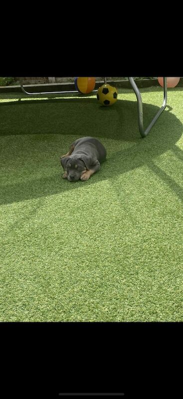 American Bulldog puppies for sale in Ripley, Derbyshire – 10 weeks old - Image 3 of 3
