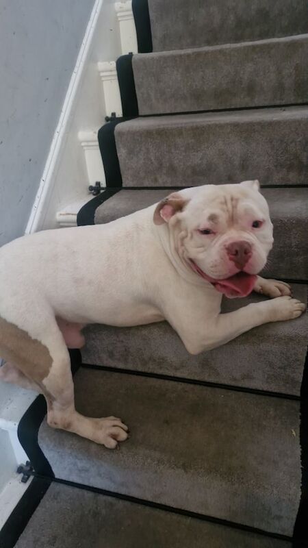American Bulldog puppies for sale in Clacton-on-Sea, Essex – 8 months old