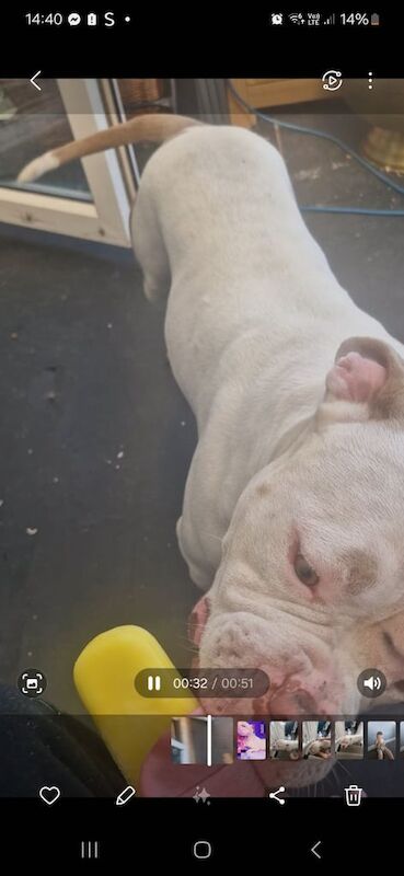 American Bulldog puppies for sale in Clacton-on-Sea, Essex – 8 months old - Image 3 of 3