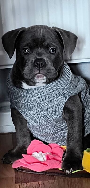 American Bulldog puppies for sale in Bramley, West Yorkshire – 6 months old