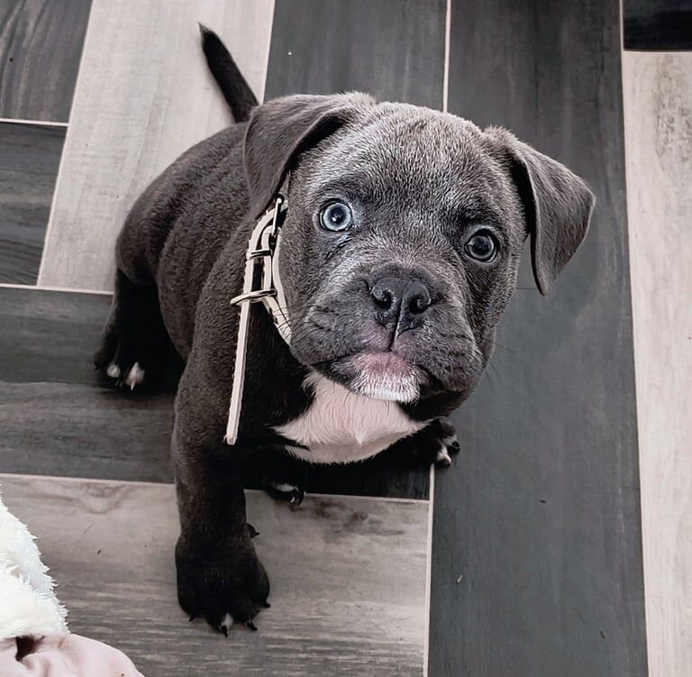 American Bulldog puppies for sale in Bramley, West Yorkshire – 6 months old - Image 2 of 3