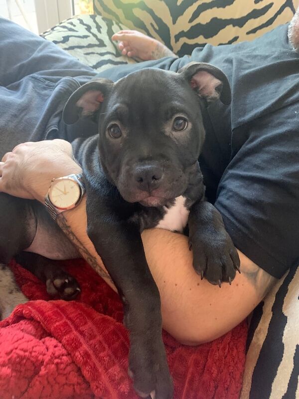 American Bulldog puppies for sale in Stoke-on-Trent, Staffordshire – 11 weeks old