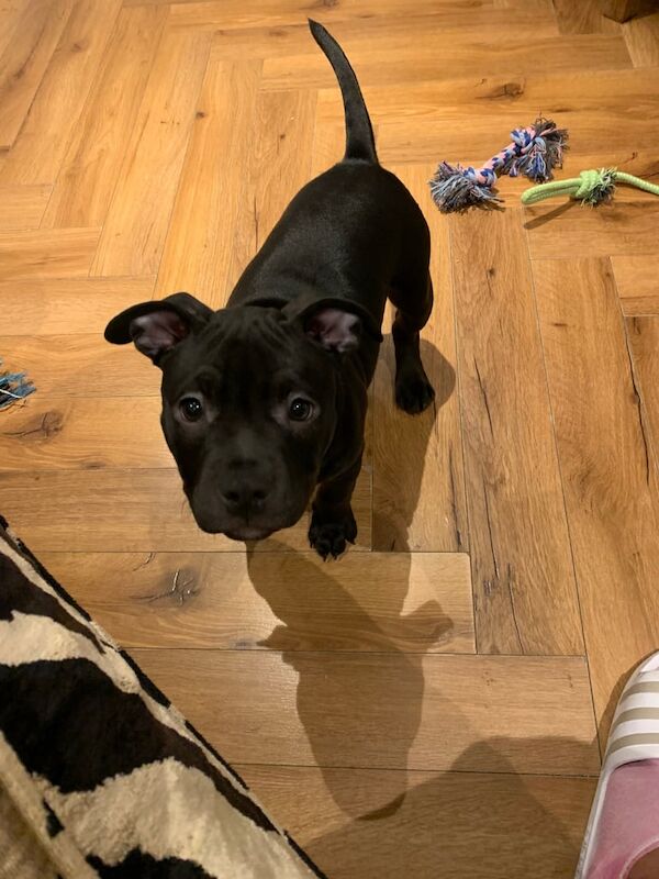 American Bulldog puppies for sale in Stoke-on-Trent, Staffordshire – 11 weeks old - Image 3 of 3