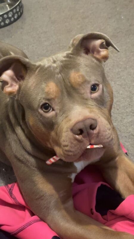 American Bully Puppies For Sale