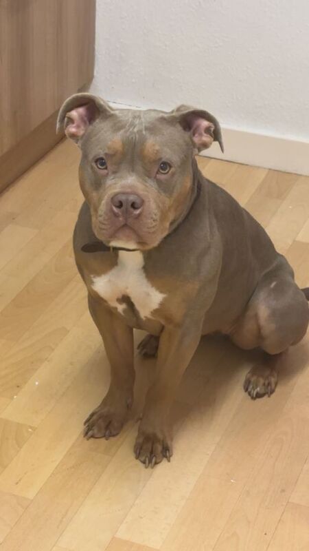 Pocket bully pup - Image 2 of 3