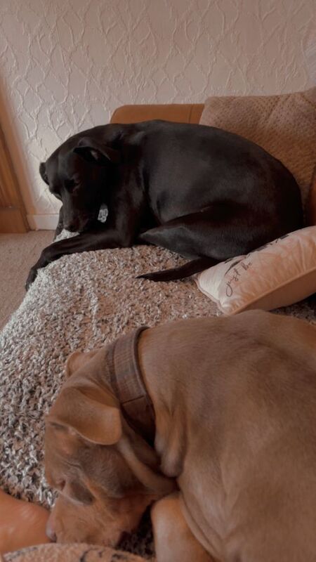 Pocket bully pup - Image 3 of 3