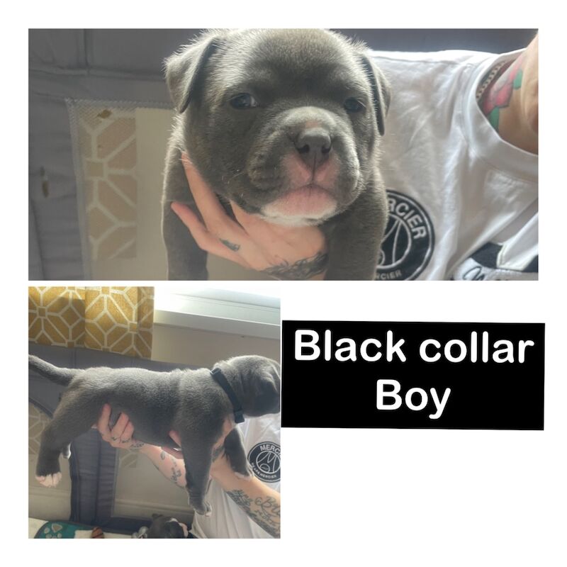 Pocket bully puppies for sale in Exeter, Devon - Image 2