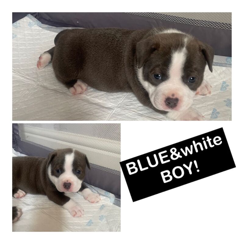 Pocket bully puppies for sale in Exeter, Devon - Image 3