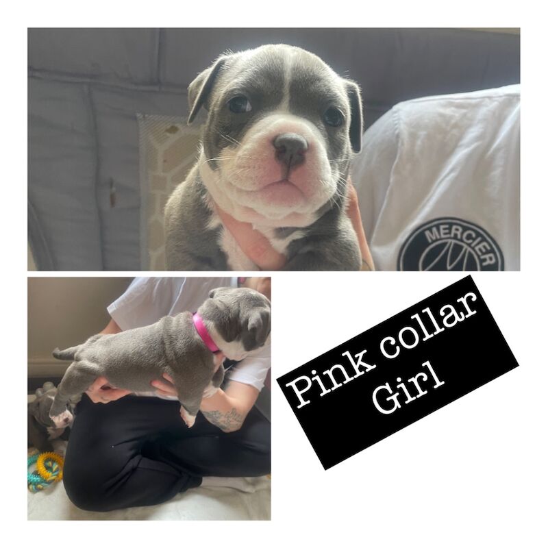 Pocket bully puppies for sale in Exeter, Devon - Image 4