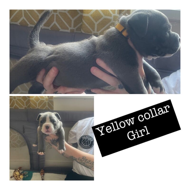 Pocket bully puppies for sale in Exeter, Devon - Image 5