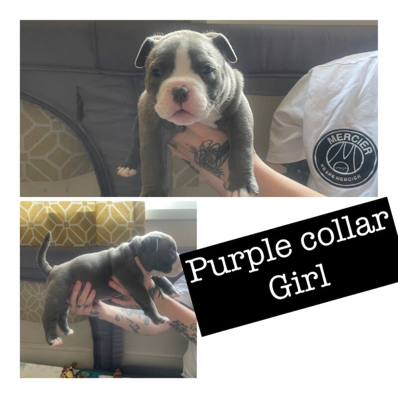 Pocket bully puppies for sale in Exeter, Devon - Image 6