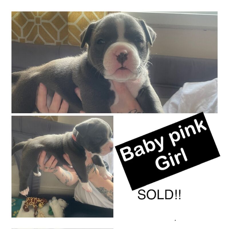 Pocket bully puppies for sale in Exeter, Devon - Image 7