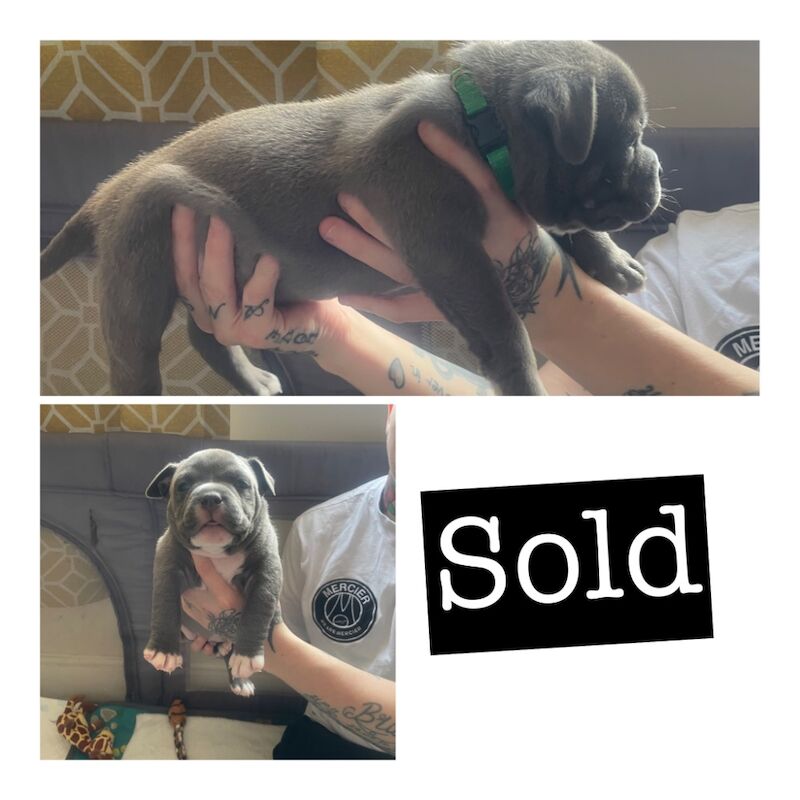 American Bulldog puppies for sale in Exeter, Devon โ 11 months old - Image 8 of 10