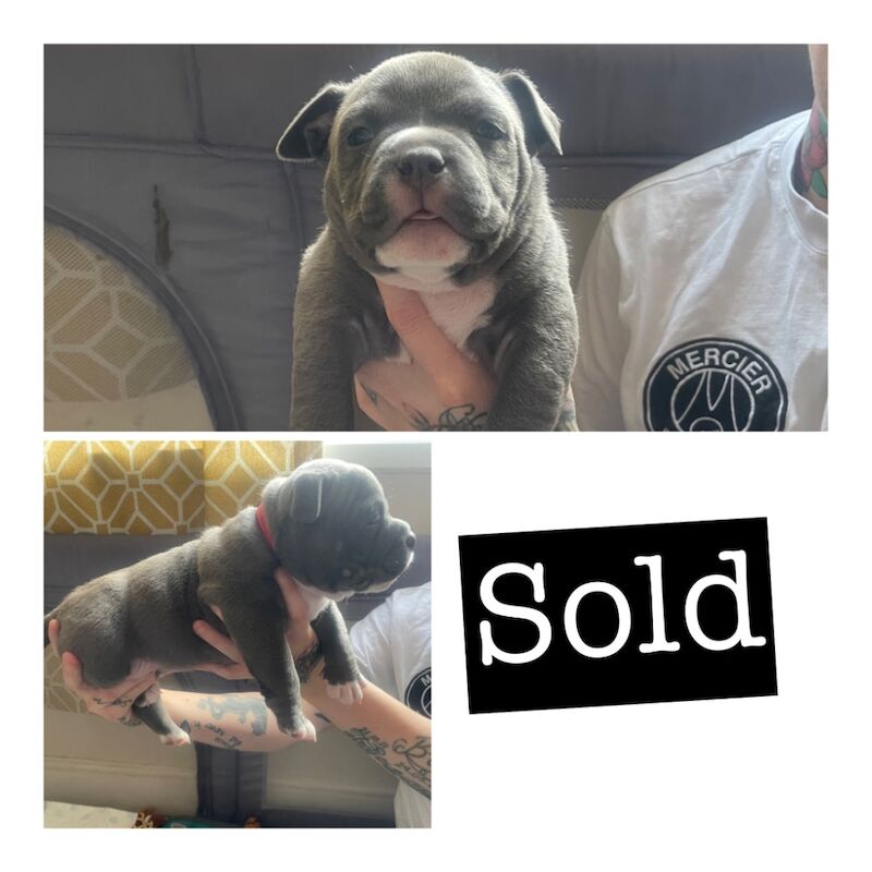 American Bulldog puppies for sale in Exeter, Devon โ 11 months old - Image 9 of 10