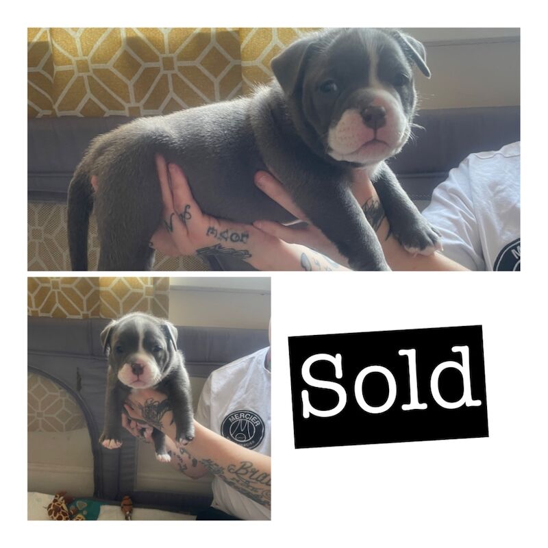 American Bulldog puppies for sale in Exeter, Devon โ 11 months old - Image 10 of 10
