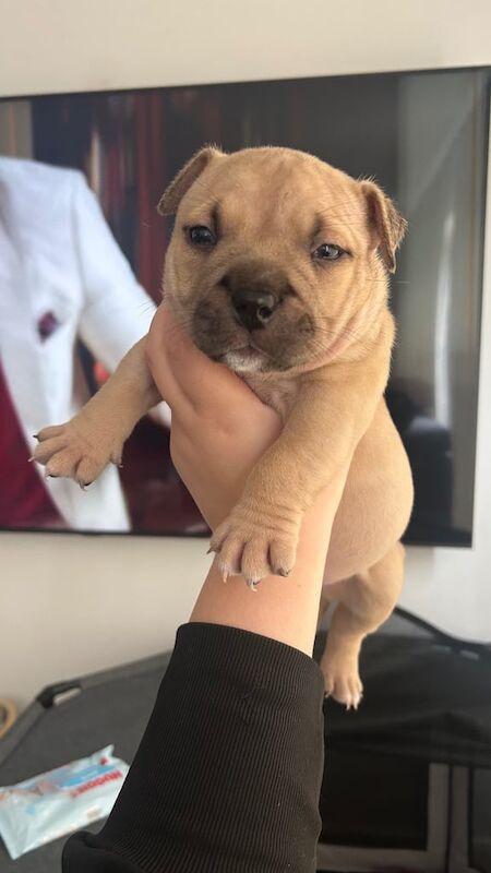 American Bulldog puppies for sale in Hailsham, East Sussex – KC registered, 5 weeks old