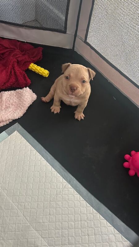 American Bulldog puppies for sale in Hailsham, East Sussex – KC registered, 5 weeks old - Image 2 of 3