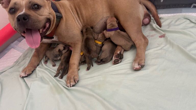 American Bulldog puppies for sale in Hailsham, East Sussex – KC registered, 5 weeks old - Image 3 of 3