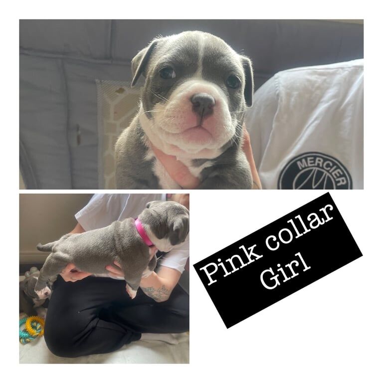 American Bulldog puppies for sale in Exeter, Devon – 10 months old - Image 3 of 3