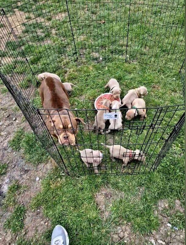 Pocket Bully Puppies for sale in Minster, Kent