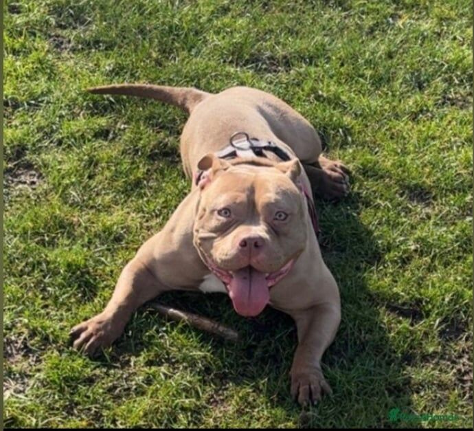 Pocket Bully Puppies for sale in Minster, Kent | Image 2