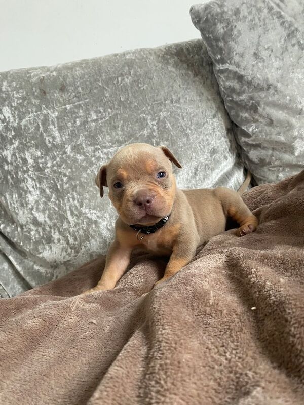 Pocket Bully Puppies for sale in Minster, Kent | Image 3