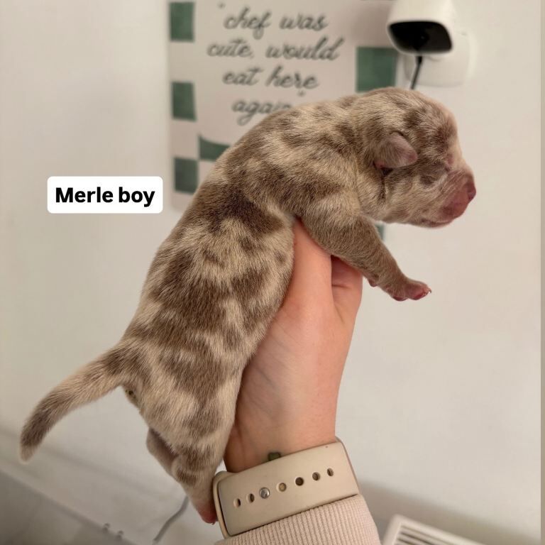 Pocket bully puppies - Image 2 of 5