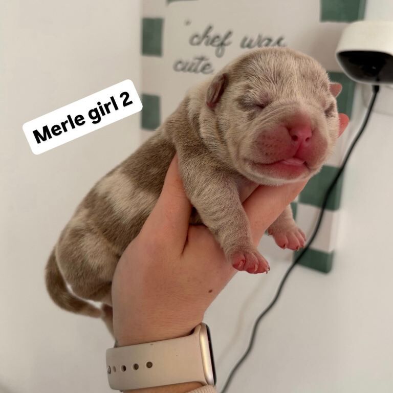 Pocket bully puppies - Image 3 of 5