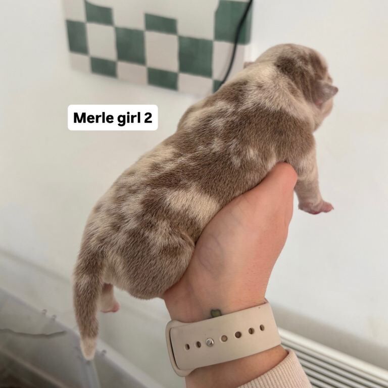 Pocket bully puppies - Image 4 of 5