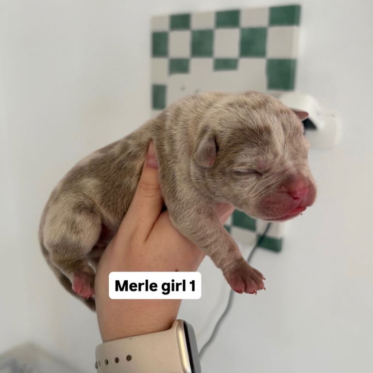 Pocket bully puppies - Image 5 of 5