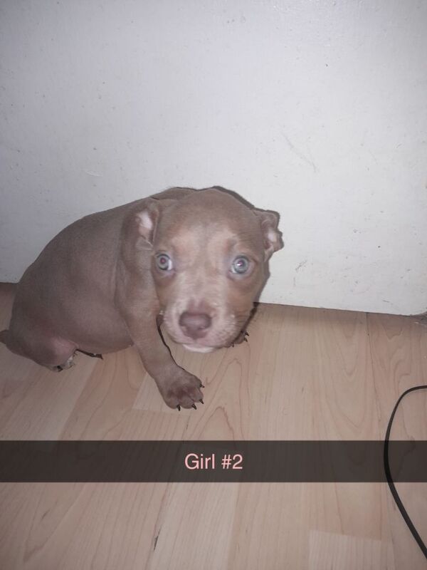 Pocket bully puppies