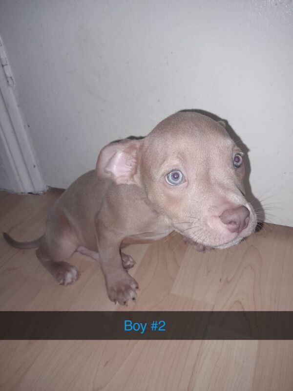 Pocket bully puppies - Image 2 of 4