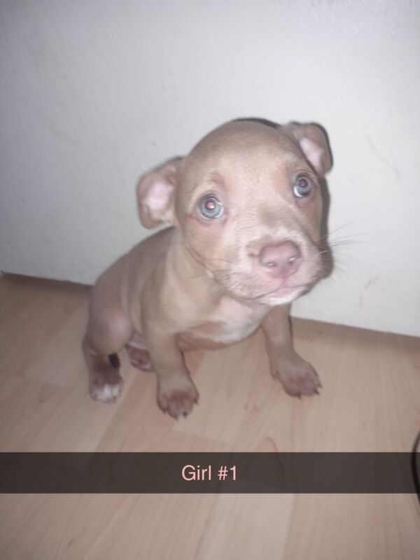 Pocket bully puppies - Image 3 of 4