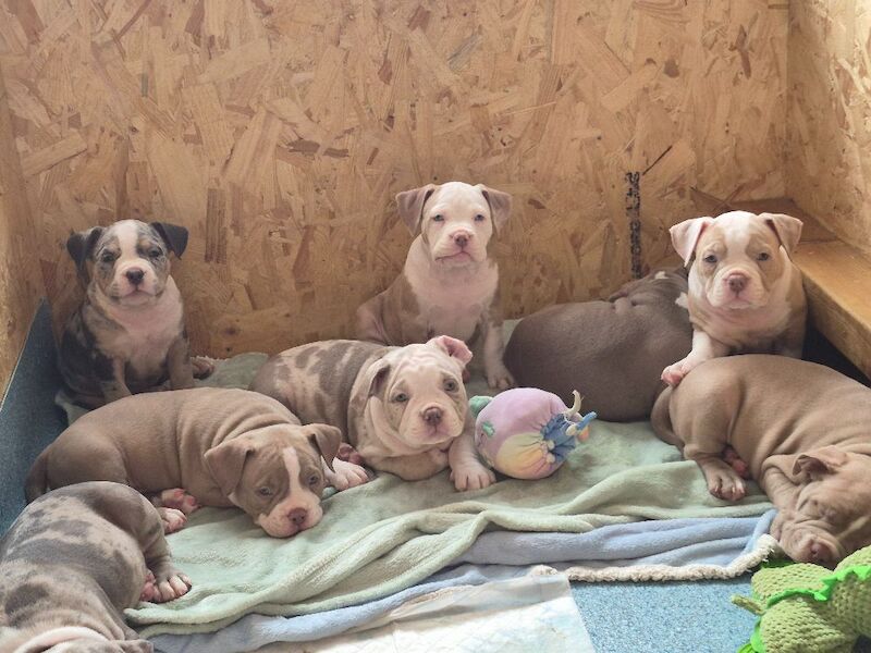 Pocket Bully puppies for sale
