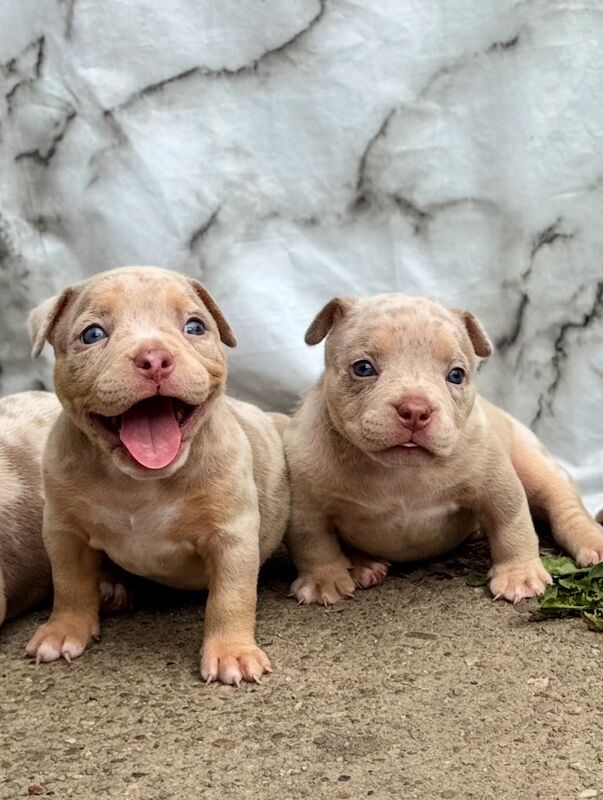 American Bulldog puppies for sale in Northolt, Greater London – KC registered, 6 weeks old