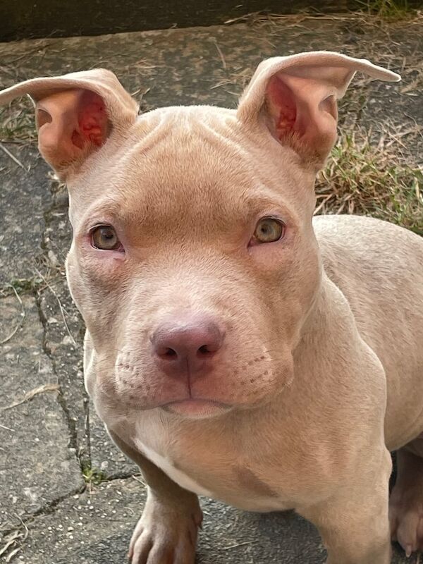 American Bulldog puppies for sale in Stevenage, Hertfordshire – KC registered, 1 year old - Image 2 of 3