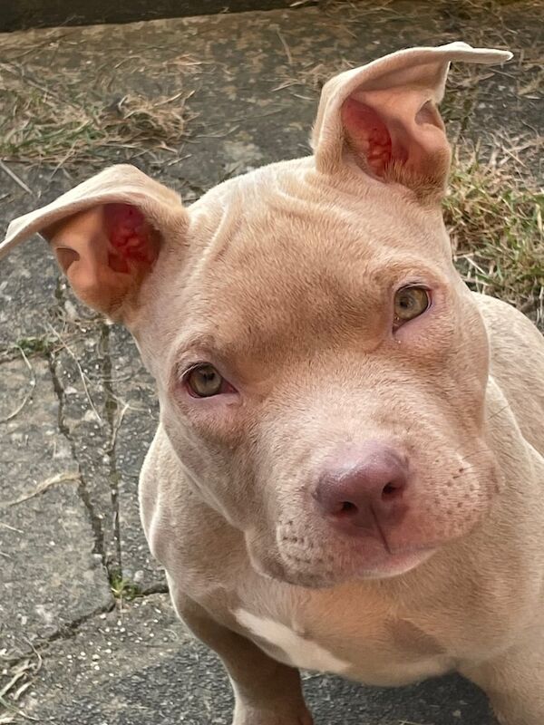 American Bulldog puppies for sale in Stevenage, Hertfordshire – KC registered, 1 year old - Image 3 of 3