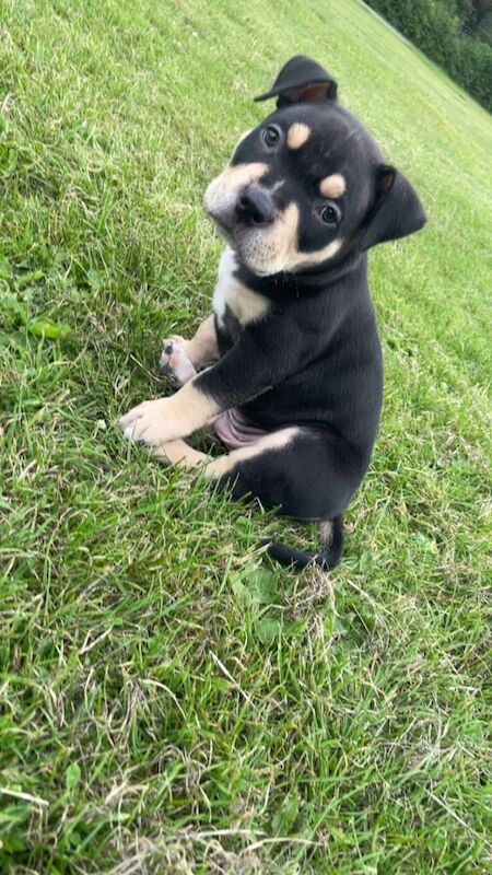 American Bulldog puppies for sale in Lochgelly, Fife – 7 weeks old