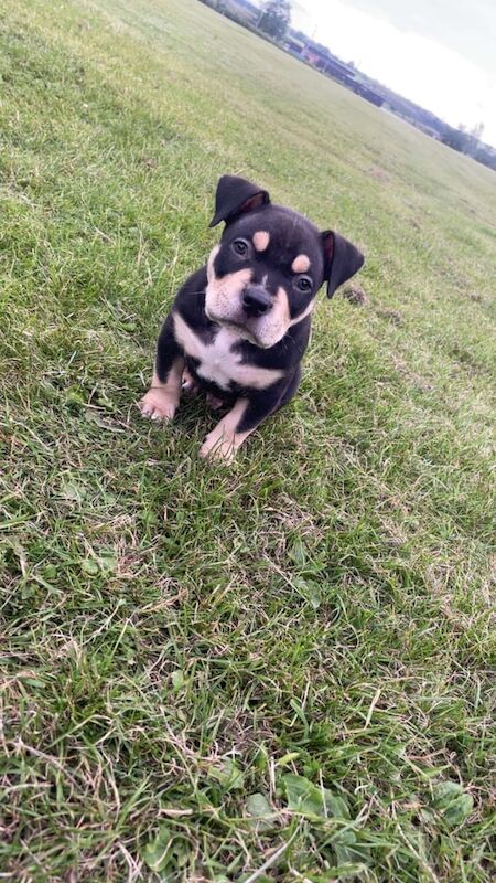 American Bulldog puppies for sale in Lochgelly, Fife – 7 weeks old - Image 2 of 3