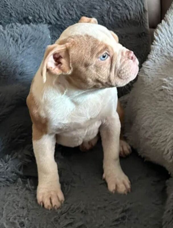 American Bulldog puppies for sale in Norwich, Norfolk – 3 months old