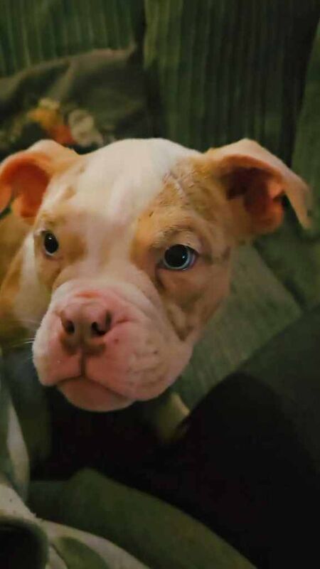 American Bulldog puppies for sale in Norwich, Norfolk – 3 months old - Image 2 of 3