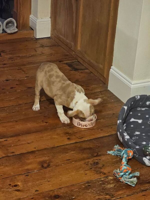 American Bulldog puppies for sale in Norwich, Norfolk – 3 months old - Image 3 of 3