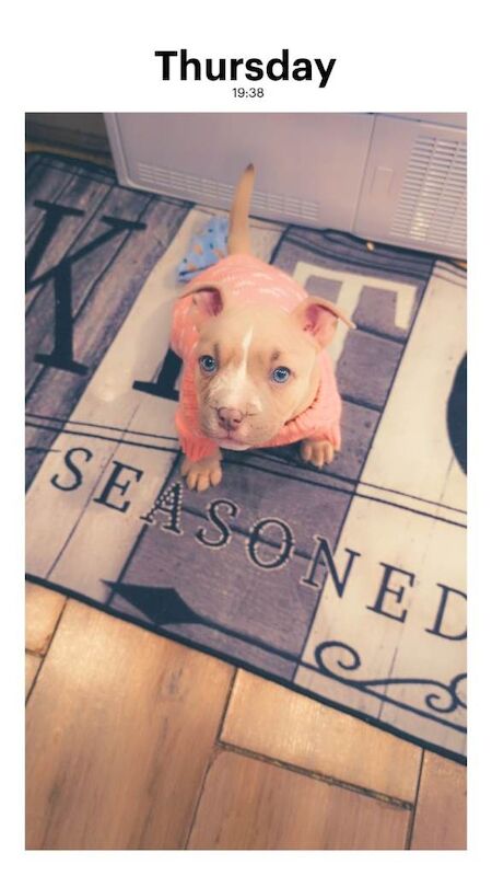 American Bully Puppies For Sale