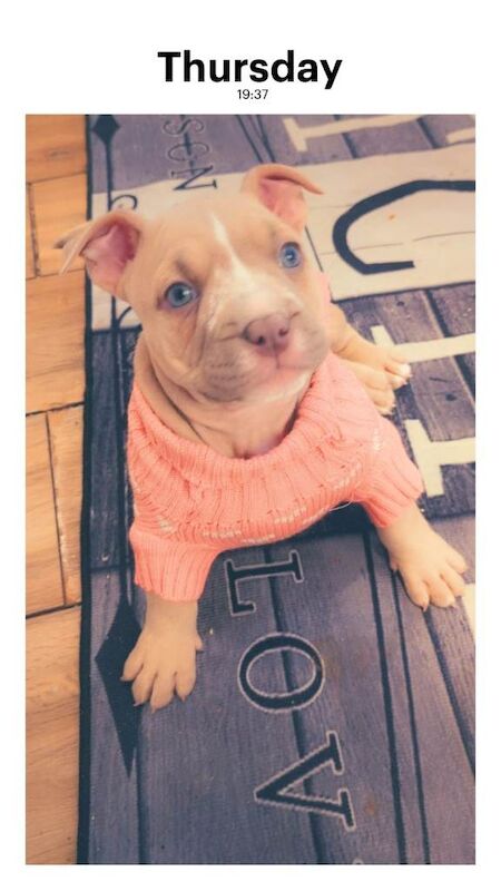 Pocket bully puppy - Image 2 of 5