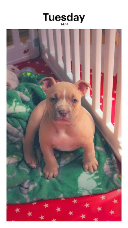 Pocket bully puppy - Image 3 of 5