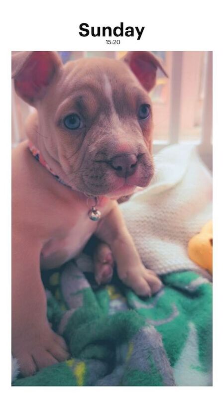 Pocket bully puppy - Image 4 of 5