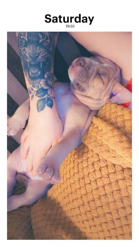 Pocket bully puppy - Image 5 of 5