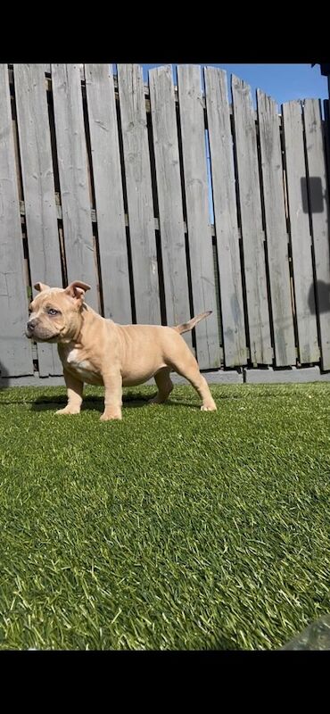Pocket bully puppy